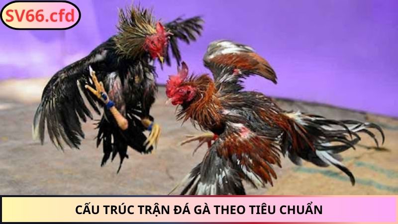 Cấu trúc trận đá gà theo tiêu chuẩn