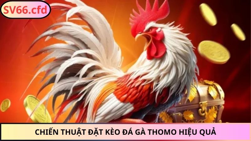 Chiến thuật đặt kèo đá gà Thomo hiệu quả